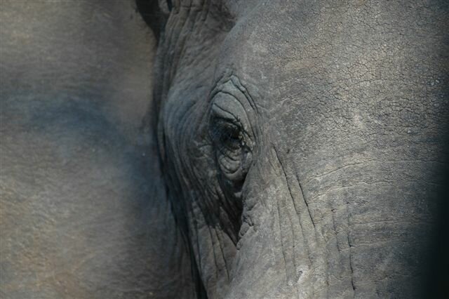 My Elephant Neighbour